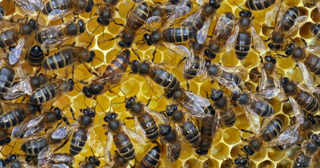 |European Honey Bee, apis mellifera, black bees on a brood frame, Queen in the middle, Bee Hive in Normandy