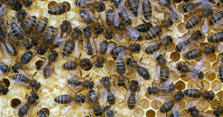 |European Honey Bee, apis mellifera, black bees on a brood frame, Bee Hive in Normandy