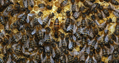 |European Honey Bee, apis mellifera, black bees on a brood frame, Queen in the middle, Bee Hive in Normandy