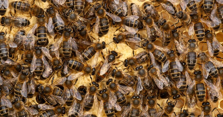 |European Honey Bee, apis mellifera, black bees on a brood frame, Queen in the middle, Bee Hive in Normandy