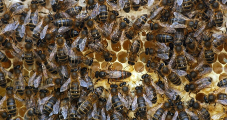 |European Honey Bee, apis mellifera, black bees on a brood frame, Queen in the middle, Bee Hive in Normandy