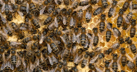 |European Honey Bee, apis mellifera, black bees on a brood frame, Queen in the middle, Bee Hive in...
