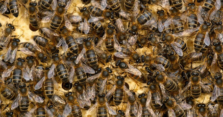 |European Honey Bee, apis mellifera, black bees on a brood frame, Queen in the middle, Bee Hive in...