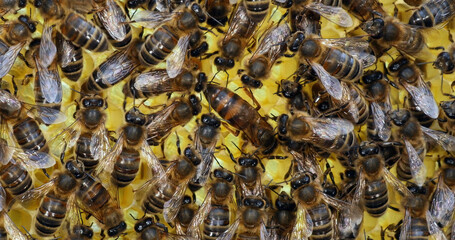 |European Honey Bee, apis mellifera, Bees on a Brood Frame, Queen in the center,, Bee Hive in...