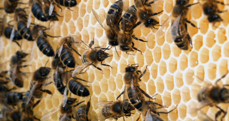 |European Honey Bee, apis mellifera, Black Bees on a Honey Frame, Bee Hive in Normandy
