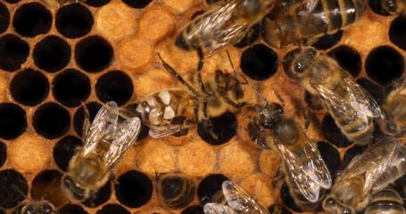 |European Honey Bee, apis mellifera, worker who secretes wax and licks the window, Bee Hive in...