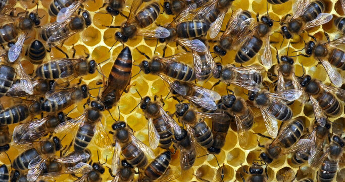 |European Honey Bee, apis mellifera, black bees on a brood frame, Queen in the middle, Bee Hive in Normandy