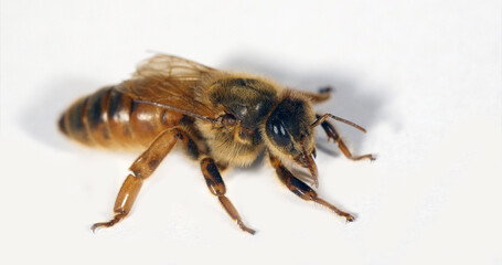 European Honey Bee, apis mellifera, Queen against White Background, Normandy