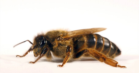 European Honey Bee, apis mellifera, Queen against White Background, Normandy