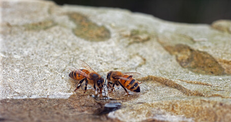 European Honey Bee, apis mellifera, Bee drinking Water on a Stone, Normandy