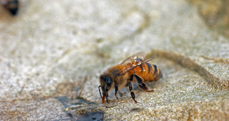 European Honey Bee, apis mellifera, Bee drinking Water on a Stone, Normandy