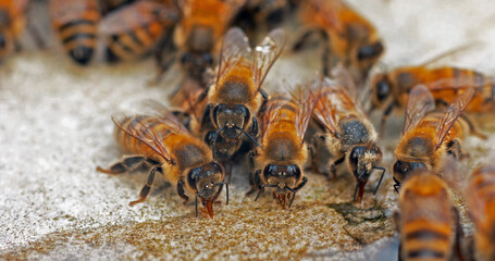 European Honey Bee, apis mellifera, Bees drinking Water on a Stone, Normandy