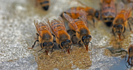 European Honey Bee, apis mellifera, Bees drinking Water on a Stone, Normandy