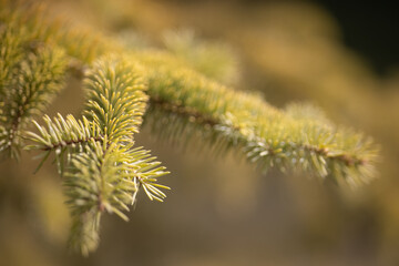 green conifer tree branches and needles closeup
