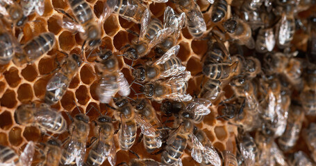 |European Honey Bee, apis mellifera, Bees on a wild Ray, dance to indicate the foraging area - Bee Hive in Normandy