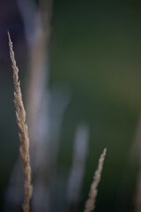 close up of wheat stalks on a green background