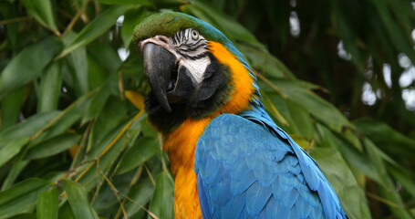 Blue-and-yellow Macaw, ara ararauna, Portrait of Adult © slowmotiongli