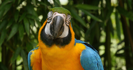 Blue-and-yellow Macaw, ara ararauna, Portrait of Adult © slowmotiongli