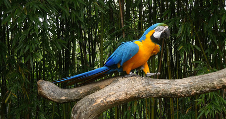 Blue-and-yellow Macaw, ara ararauna, Adult standing on branch © slowmotiongli