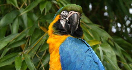 Blue-and-yellow Macaw, ara ararauna, Portrait of Adult © slowmotiongli