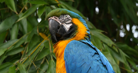 Blue-and-yellow Macaw, ara ararauna, Portrait of Adult