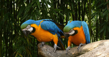 Blue-and-yellow Macaw, ara ararauna, Adults Beak in Beak, Pair standing on branch