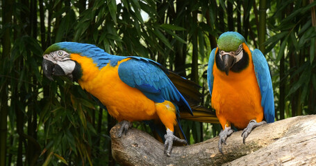 Blue-and-yellow Macaw, ara ararauna, Adults Beak in Beak, Pair standing on branch