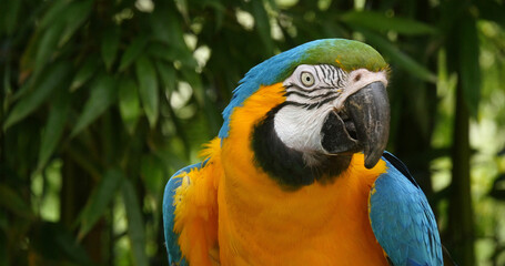 Blue-and-yellow Macaw, ara ararauna, Portrait of Adult © slowmotiongli