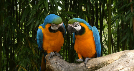 Blue-and-yellow Macaw, ara ararauna, Adults Beak in Beak, Pair standing on branch