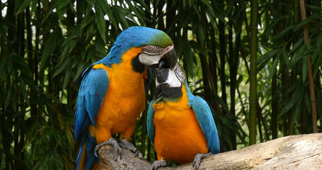 Blue-and-yellow Macaw, ara ararauna, Adults Beak in Beak, Pair standing on branch