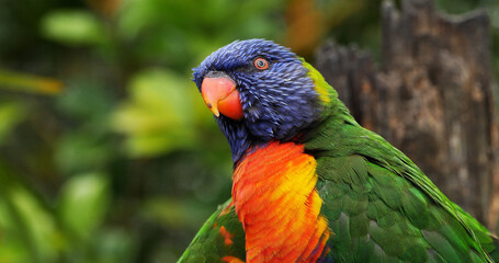 Rainbow Lorikeet, trichoglossus haematodus moluccanus, Adult standing on Branch