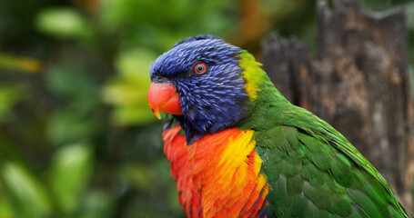 Rainbow Lorikeet, trichoglossus haematodus moluccanus, Adult standing on Branch