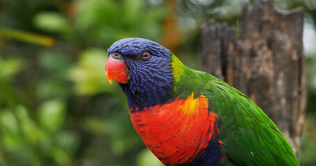 Rainbow Lorikeet, trichoglossus haematodus moluccanus, Adult standing on Branch