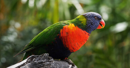 Rainbow Lorikeet, trichoglossus haematodus moluccanus, Adult standing on Branch