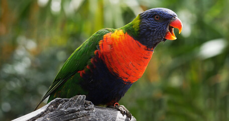 Rainbow Lorikeet, trichoglossus haematodus moluccanus, Adult standing on Branch