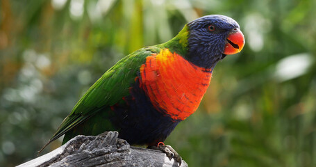 Rainbow Lorikeet, trichoglossus haematodus moluccanus, Adult standing on Branch