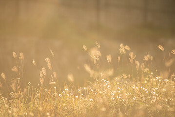 Golden grass, Chloris virgata, feather grass, rhodes feather grass, selected focus, for natural background and wallpaper
