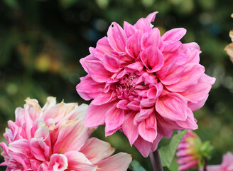 Obraz premium Dahlias (Dahlia pinnata) are blooming in the garden