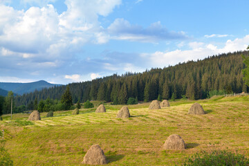 Haystacks in the field, near spruce forest and mountains. Ukraine, Carpathians.