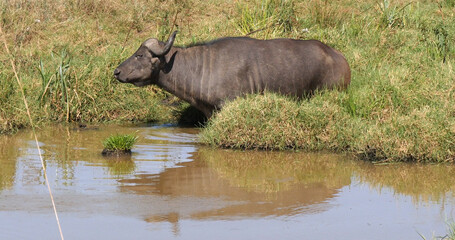 African Buffalo, syncerus caffer, Adult emerging from Waterhole, Nairobi Park in Kenya