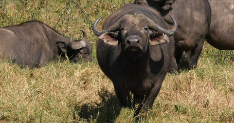 African Buffalo, syncerus caffer, Herd in Savannah, Nairobi Park in Kenya