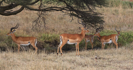 Impala, aepyceros melampus, Group of Males in Savannah, Nairobi Park in Kenya