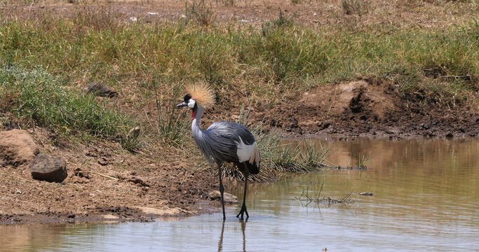 Grey Crowned Crane, balearica regulorum, Adult standing in waterhole, Eating Insects, Nairobi Park in Kenya