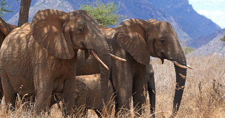 African Elephant, loxodonta africana, Group in the Bush, Tsavo Park in Kenya