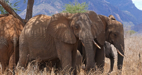 African Elephant, loxodonta africana, Group in the Bush, Tsavo Park in Kenya