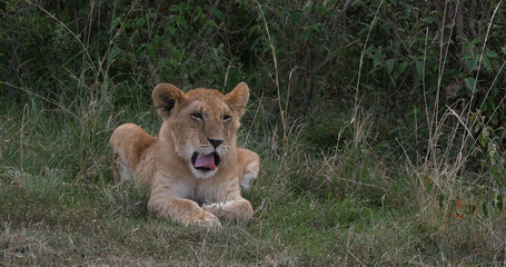 African Lion, panthera leo, Cub Yawning, Nairobi Park in Kenya