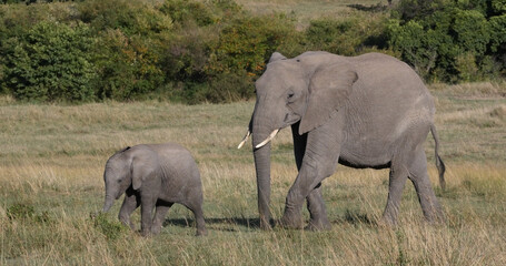 African Elephant, loxodonta africana, Mother and calf, Masai Mara Park in Kenya