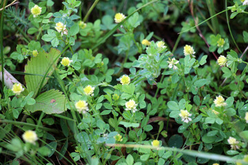 Clover (Trifolium campestre) grows in nature