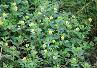 Clover (Trifolium campestre) grows in nature