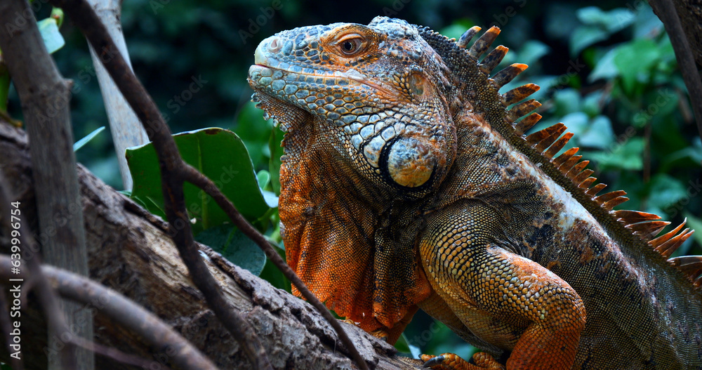 Wall mural green iguana, iguana iguana, adult male standing on branch, los lianos in venezuela